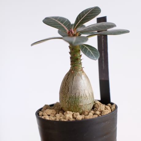 アデニウム ソコトラナム（純血）/ Adenium socotranum / KN1544