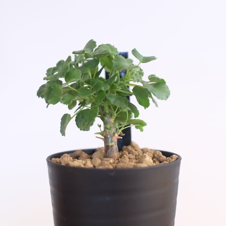 ペラルゴニウム ゼロフィトン / Pelargonium xerophyton / KN1393