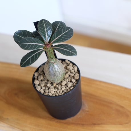 アデニウム ソコトラナム（純血）/ Adenium socotranum / KN1544