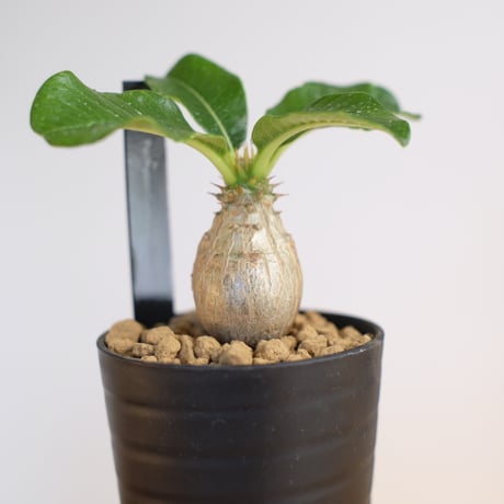 パキポディウム ウィンゾリー / Pachypodium Windsorii