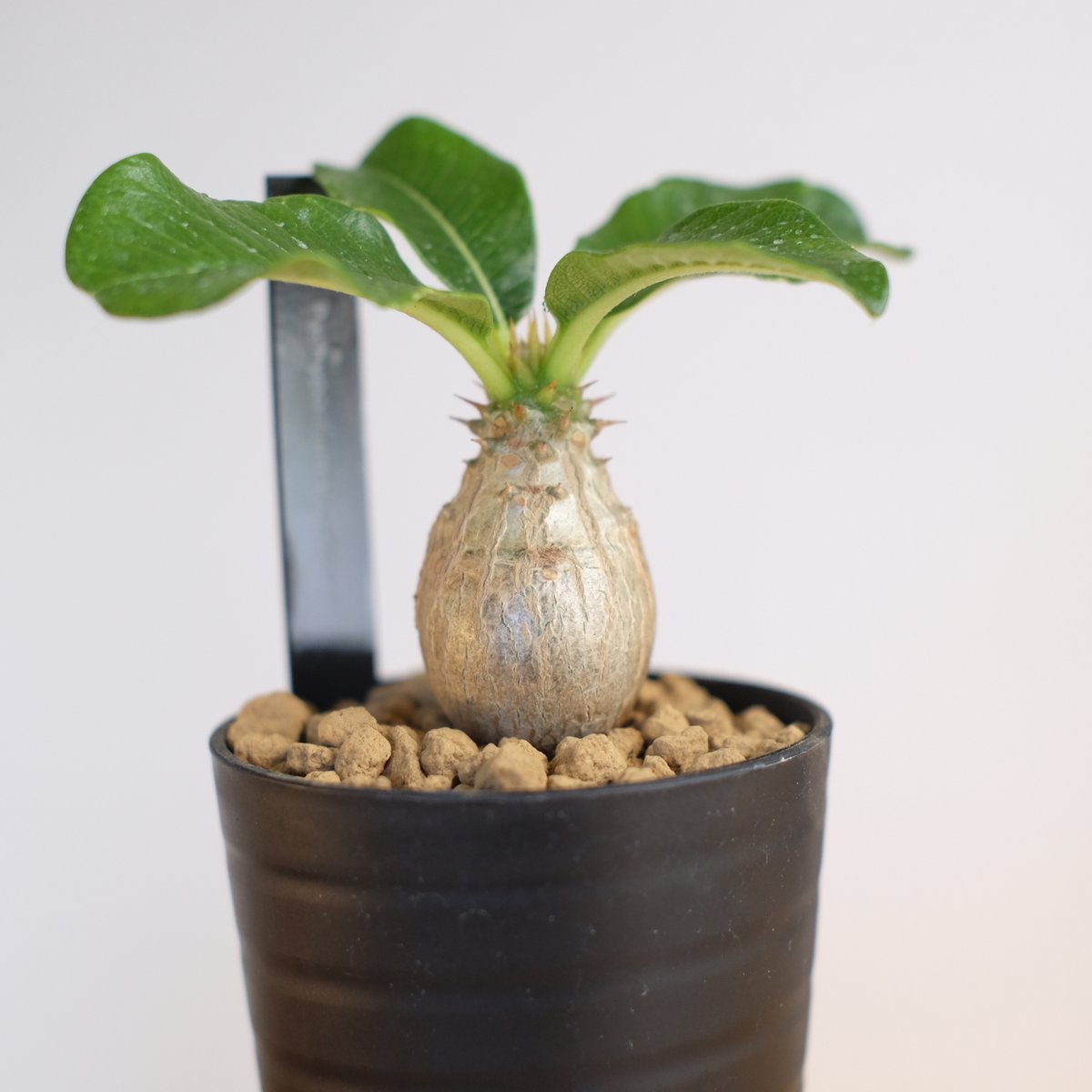 コ*コ様 Pachypodium Windsorii パキポディウム ウィンゾリ パキポディウム ウィンゾリー 実生株 019 Pachypodium windsorii |