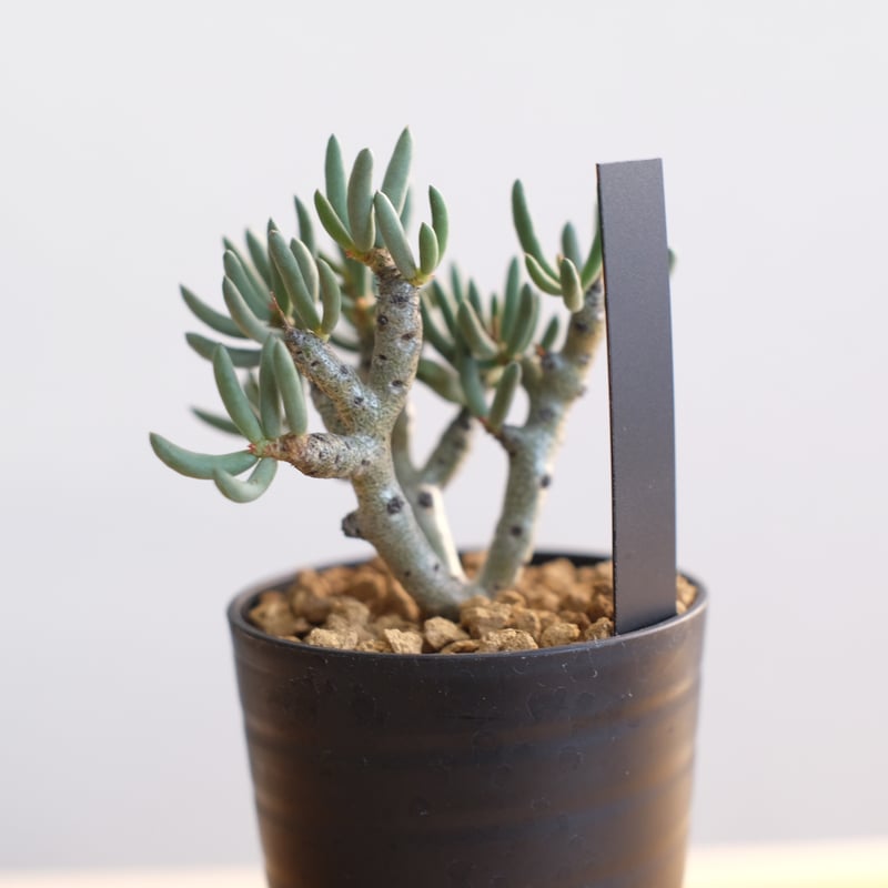 チレコドン ブッコルジアヌス / Tylecodon buchholzianus | 塊根植物