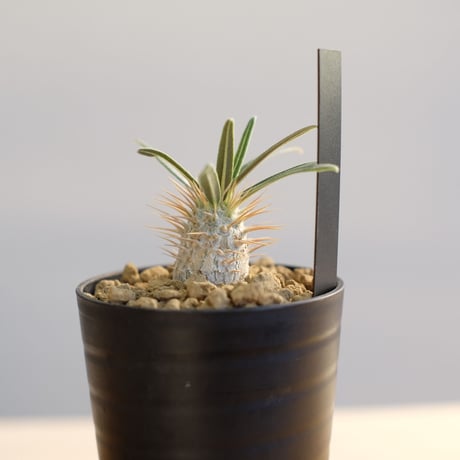 パキポディウム グラキリス / Pachypodium gracilius