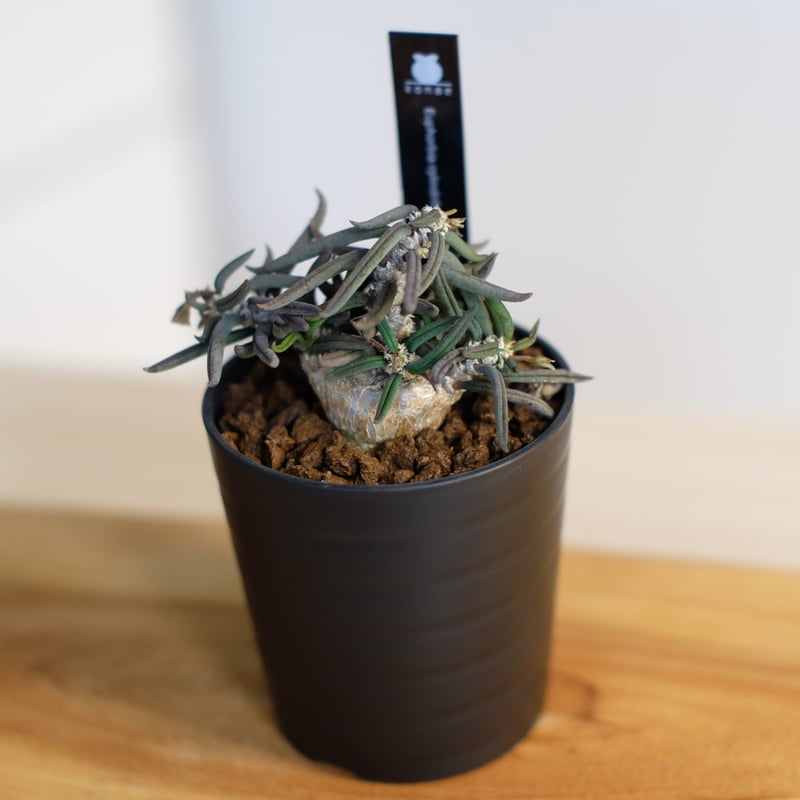 ユーフォルビア キリンドリフォリア トゥビフェラ / Euphorbia cylindri