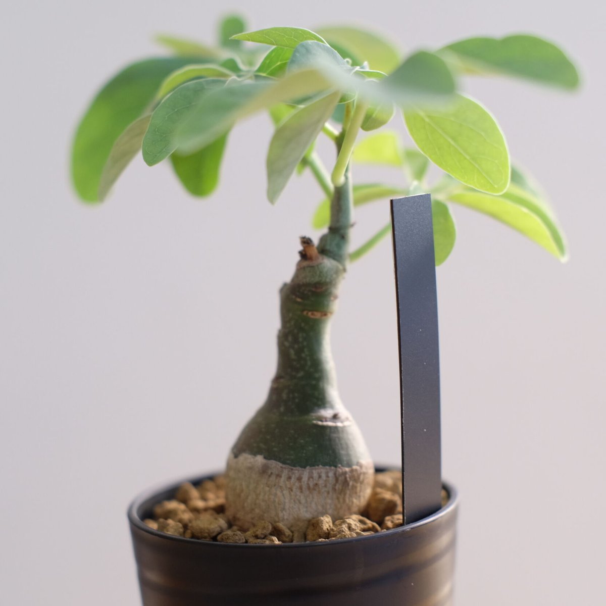 アデニア グラウカ / Adenia glauca | 塊根植物 小苗専門店 konae