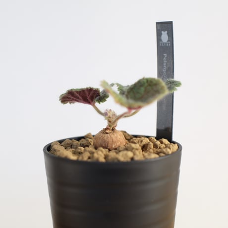 ペラルゴニウム バークリー / Pelargonium barklyi
