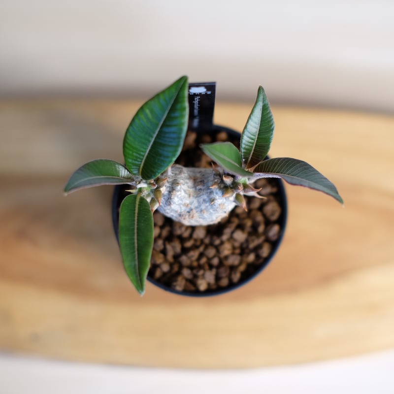 パキポディウム バロニー×ウィンゾリー / Pachypodium baronii パキポディウム バロニー×ウィンゾリー / Pachypodium baronii