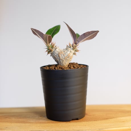 パキポディウム バロニー×ウィンゾリー / Pachypodium baronii×Windsorii
