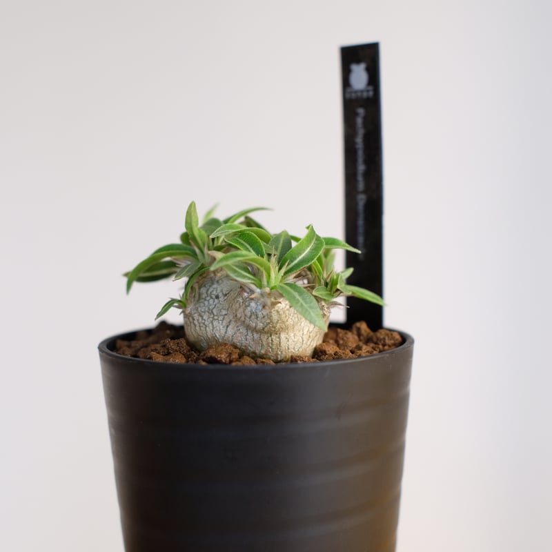 パキポディウム　恵比寿大黒　塊根植物 楽天市場】【訳あり特価】パキポディウム 恵比寿大黒(個体