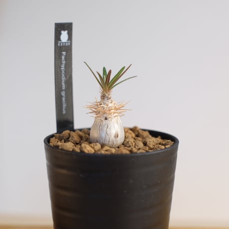 パキポディウム グラキリス / Pachypodium gracilius