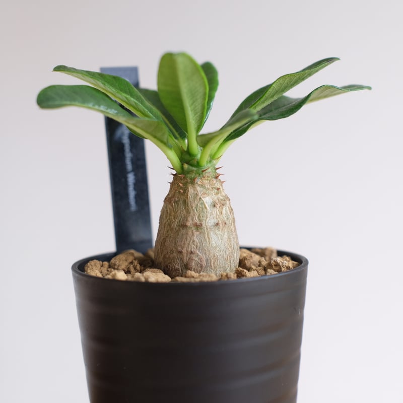 ウインゾリー　いいサイズです。 パキポディウムウィンゾリー パキポディウム ウィンゾリー | GREEN LUCK