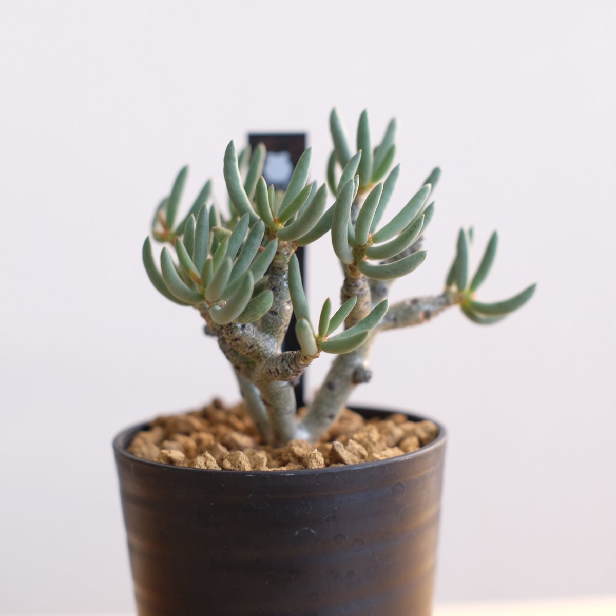 チレコドン ブッコルジアヌス / Tylecodon buchholzianus | 塊根植物