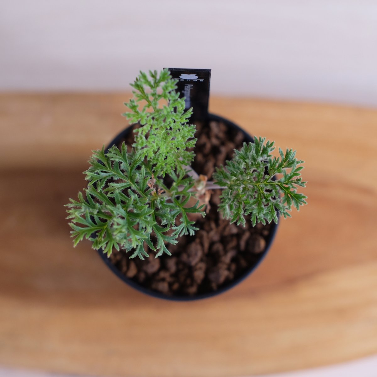 ペラルゴニウム トリステ ペラルゴニウム トリステ / Pelargonium triste / KN1209 | 塊根