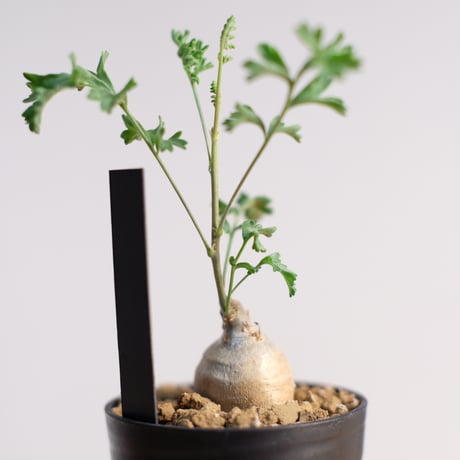 ペラルゴニウム パキポディウム / Pelargonium sp. cf. pachypodium