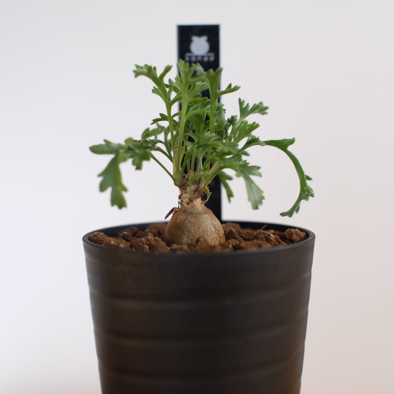 ペラルゴニウム パキポディウム / Pelargonium sp. cf. pachypodi