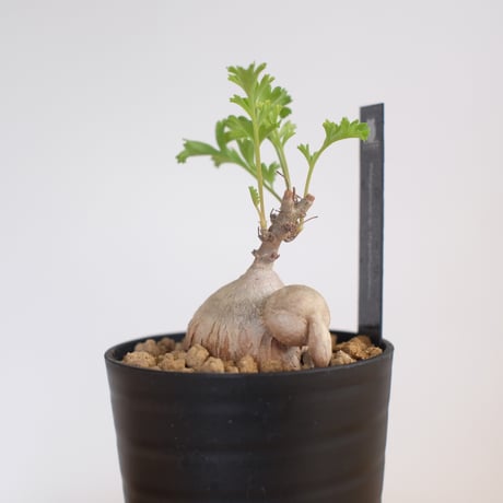 ペラルゴニウム パキポディウム / Pelargonium sp. cf. pachypodium / KN1371