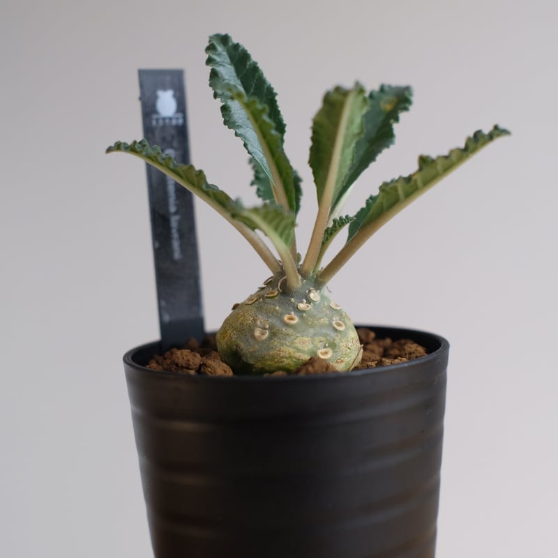 ドルステニア ラブラニー 【高さ20cm】 ドルステニア ラブラニー