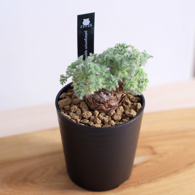 ペラルゴニウム アッペンディクラツム / pelargonium appendiclatum
