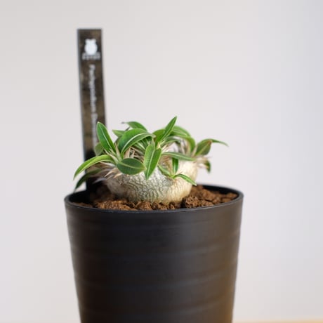 パキポディウム 恵比寿大黒 / Pachypodium Densicaule