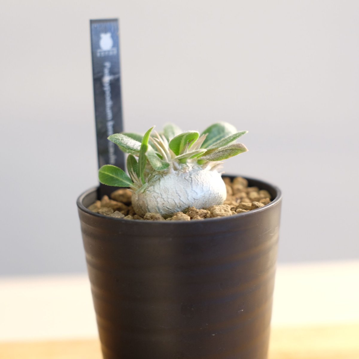 塊根植物　パキポディウム　ブレビカウレ パキポディウム ブレビカウレ / Pachypodium brevicaule | 塊根植物
