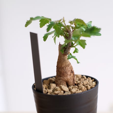 ブルセラ ファガロイデス / Bursera fagaroides / KN1537