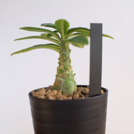 ドルステニア ギガス / Dorstenia gigas / KN1329