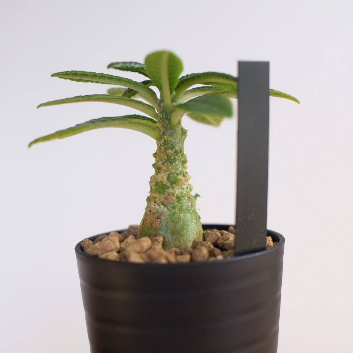 ドルステニア ギガス / Dorstenia gigas / KN1329 | 塊根植物 小苗