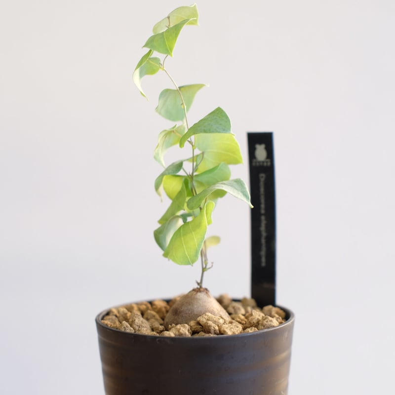 ディオスコレア エレファンティペス 亀甲竜 / Dioscorea elephantipes