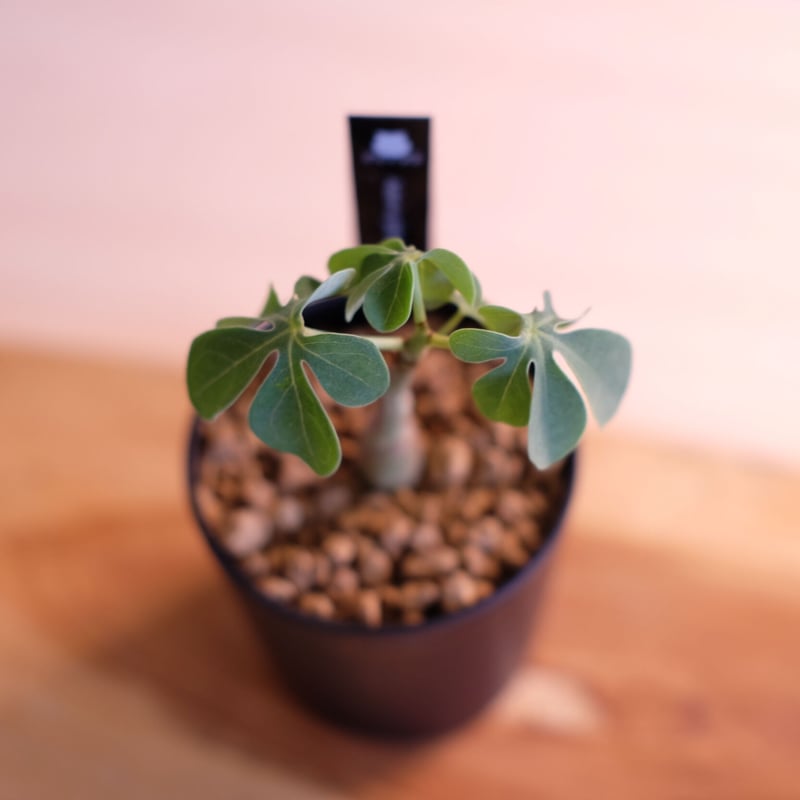 9月入荷 アデニア グラウカ 10粒 種 種子 証明書あり2608 アデニア グラウカ 【多肉植物 2.5号／1個売り】｜ 【植物の