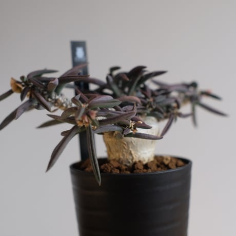 ユーフォルビア キリンドリフォリア トゥビフェラ / Euphorbia cylindrifolia var. tubufera