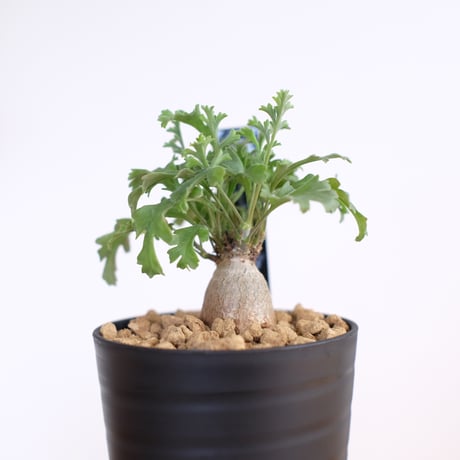 ペラルゴニウム パキポディウム / Pelargonium sp. cf. pachypodium / KN1405