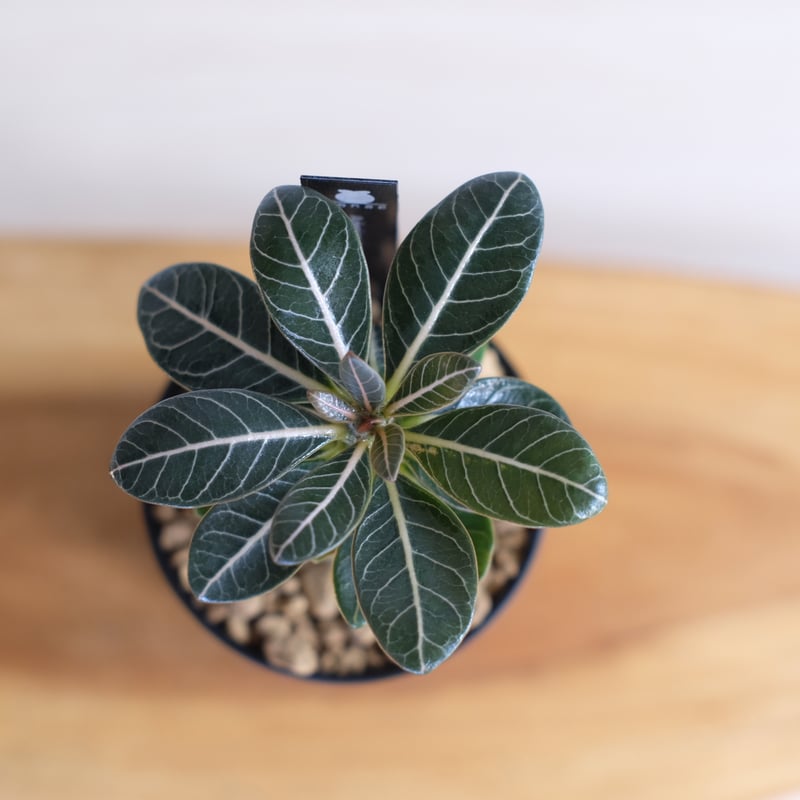 アデニウム ソコトラナム（純血） / Adenium socotranum / KN1280