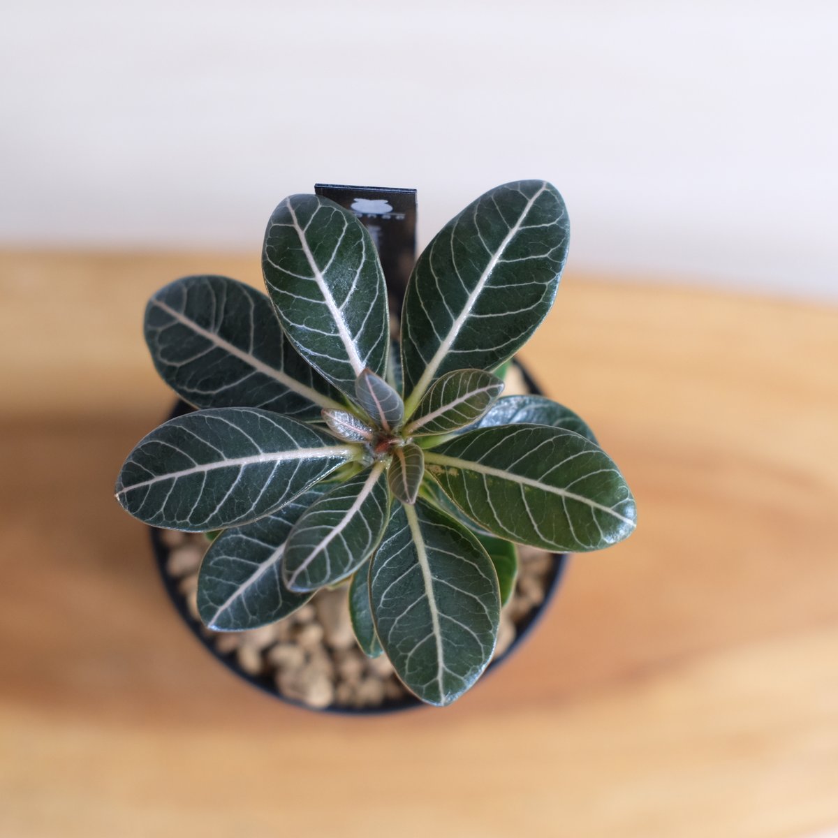 アデニウム　ソコトラナム　純血 選抜実生株】 アデニウム ソコトラナム 純血 Adenium socotranum