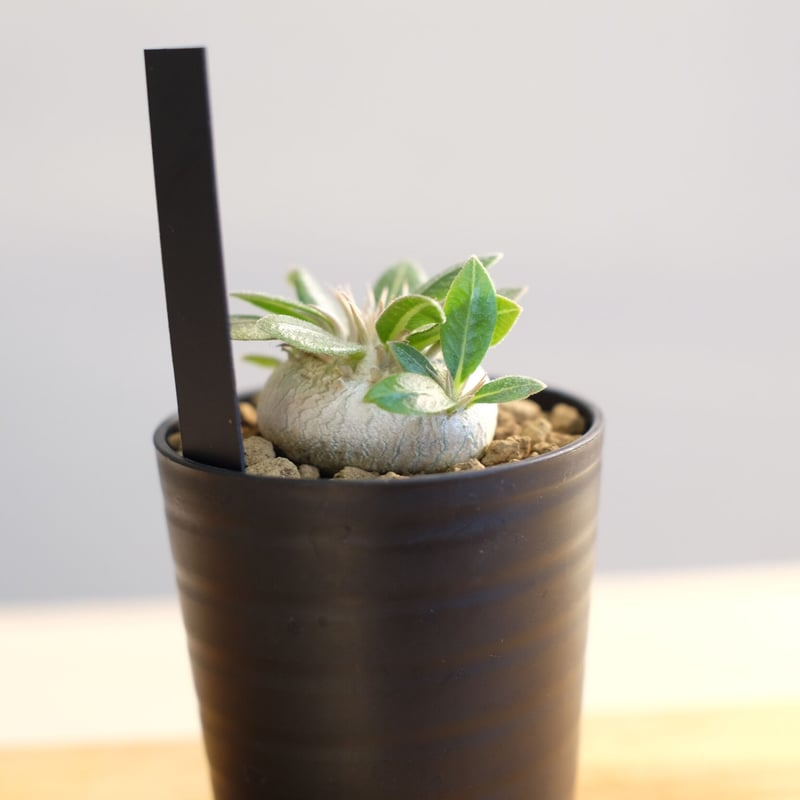 パキポディウム ブレビカウレ / Pachypodium brevicaule | 塊根植物