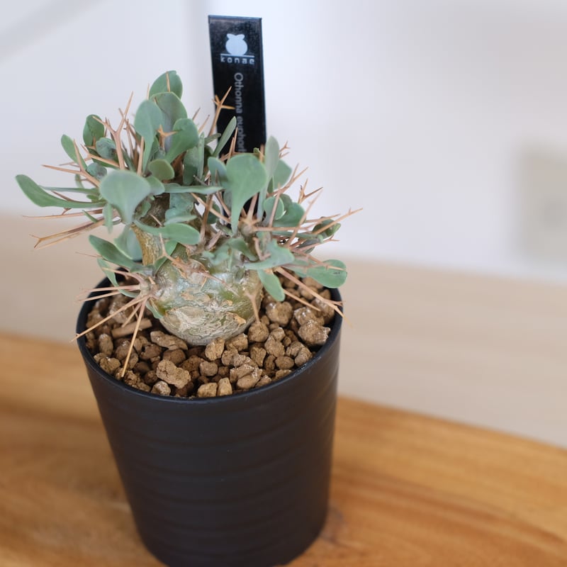 オトンナ ユーフォルビオイデス / Othonna euphorbioides | 塊根植物