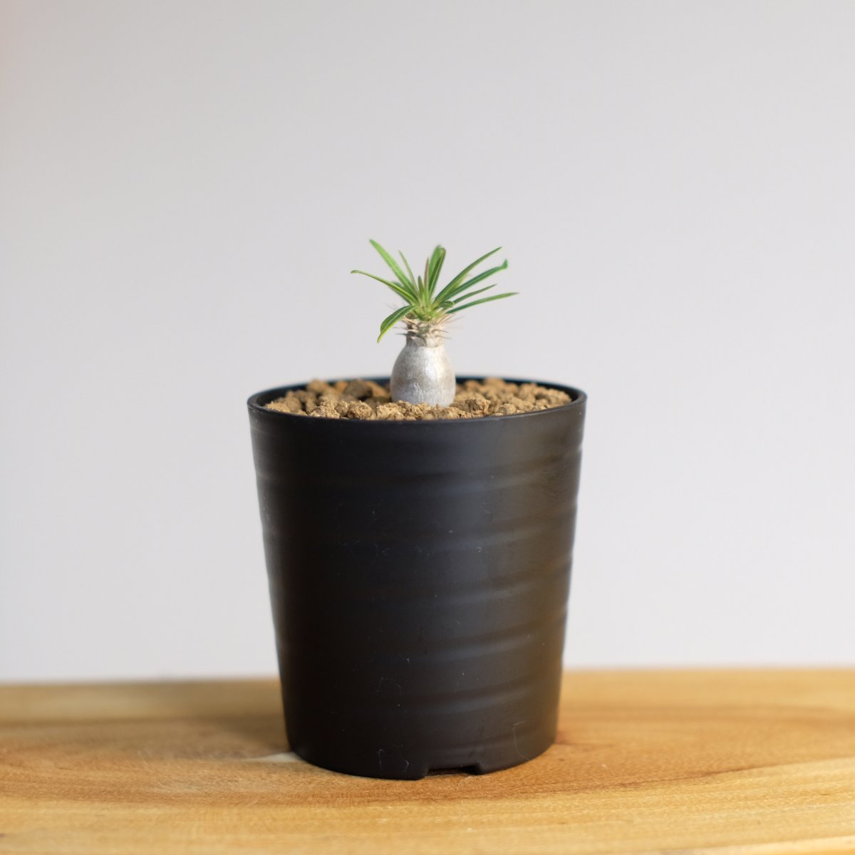 ■パキポディウム グラキリス/Pachypodium/塊根部8cm/19cm パキポディウム グラキリス 多頭 Pachypodium gracilius 発根済