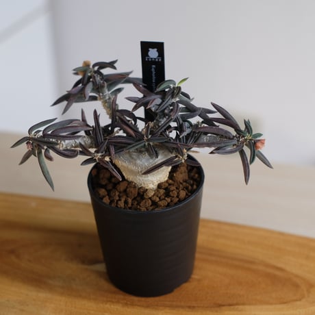 ユーフォルビア キリンドリフォリア トゥビフェラ / Euphorbia cylindrifolia var. tubufera
