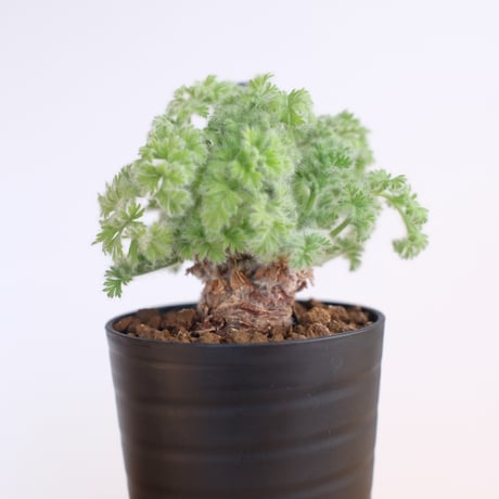 ペラルゴニウム アッペンディクラツム / pelargonium appendiclatum / KN1212