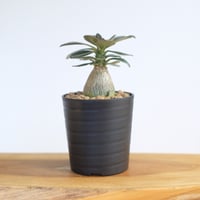 アデニアソコトラナム　純血 アデニアソコトラナム 純血 種子]アデニウム・ソコトラナム純血