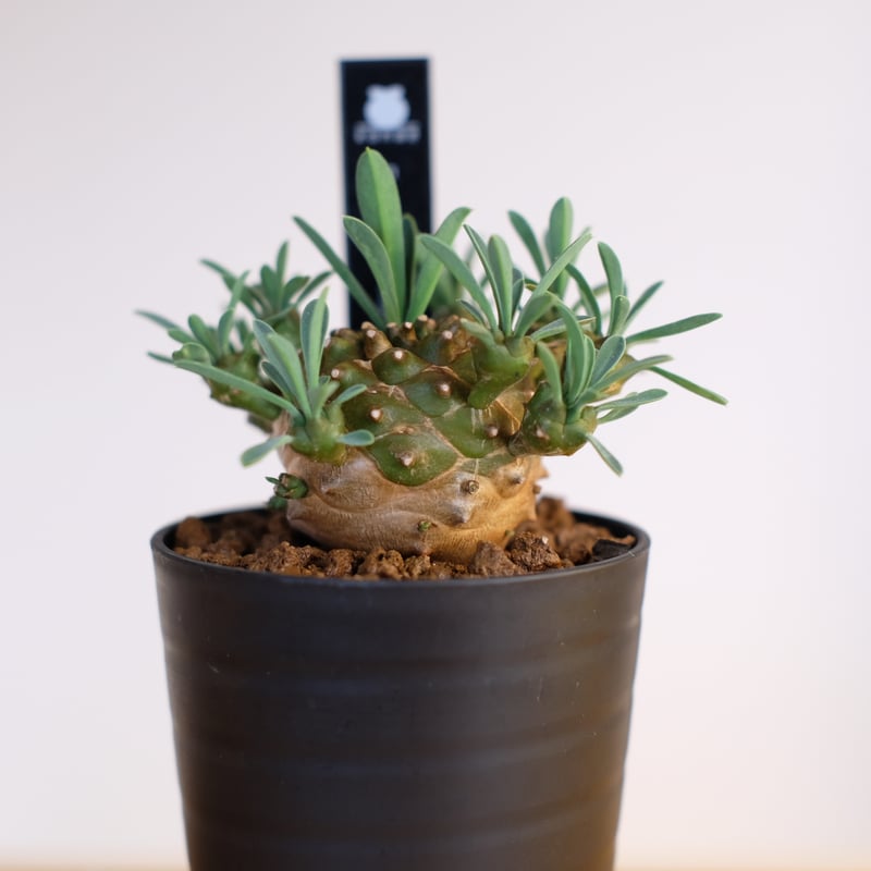 ユーフォルビア 峨眉山 / Euphorbia 'Gabisan' | 塊根植物 小苗専門店