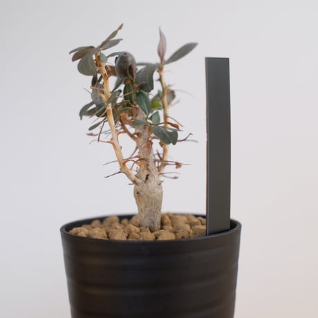 フォークイエリア コルムナリス / Fouquieria columnaris