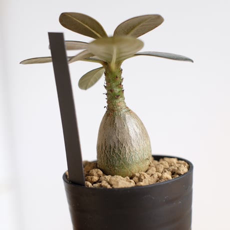 アデニウム ソコトラナム（純血）/ Adenium socotranum / KN1544