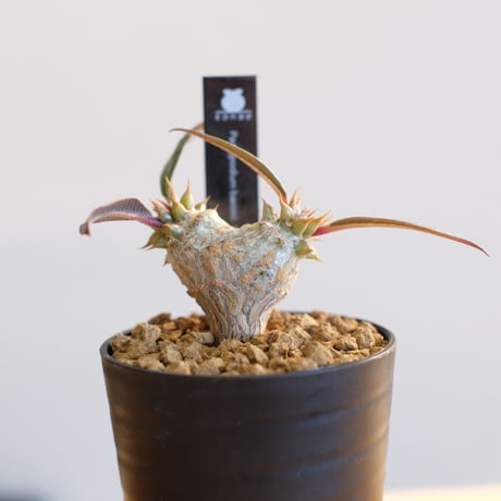 パキポディウム バロニー×ウィンゾリー / Pachypodium baronii×Windsorii