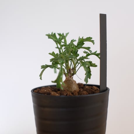 ペラルゴニウム パキポディウム / Pelargonium sp. cf. pachypodium