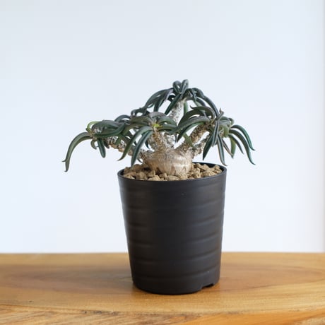 ユーフォルビア キリンドリフォリア / Euphorbia cylindrifolia / KN1557