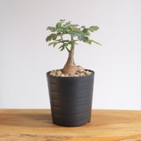 チレコドン ノルテーイ / Tylecodon nolteei | 塊根植物 小苗専門店 konae