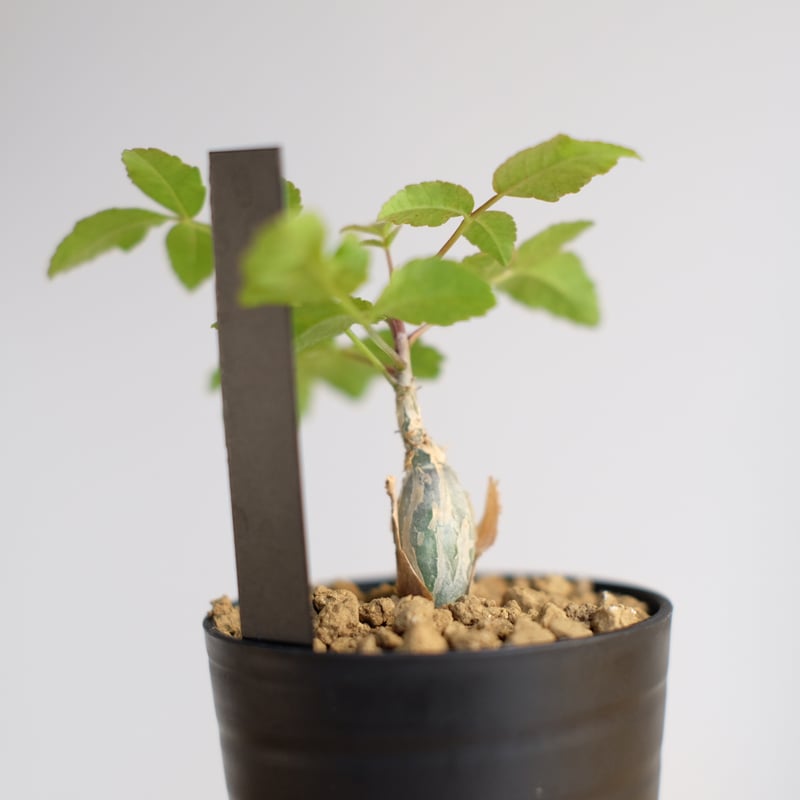 ブルセラ ファガロイデス / Bursera fagaroides | 塊根植物 小苗