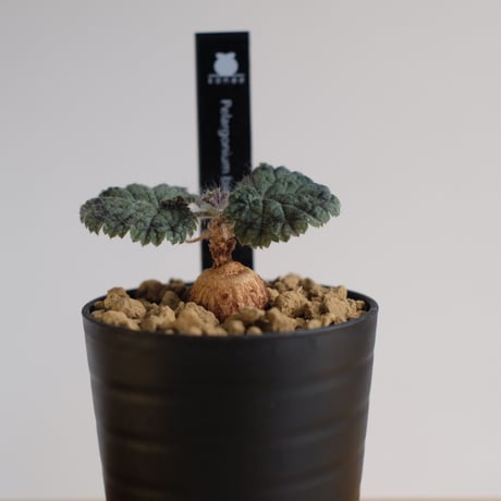 ペラルゴニウム バークリー / Pelargonium barklyi