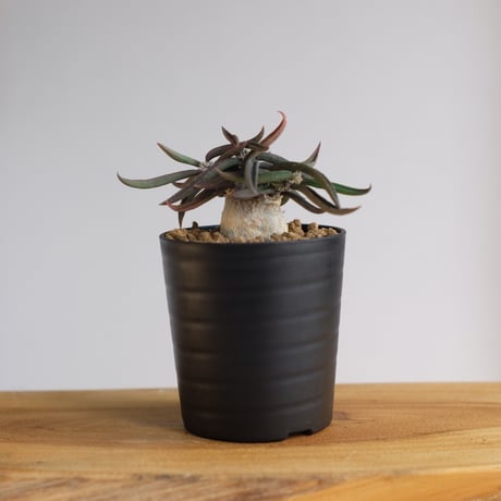 ユーフォルビア キリンドリフォリア トゥビフェラ / Euphorbia cylindrifolia var. tubufera