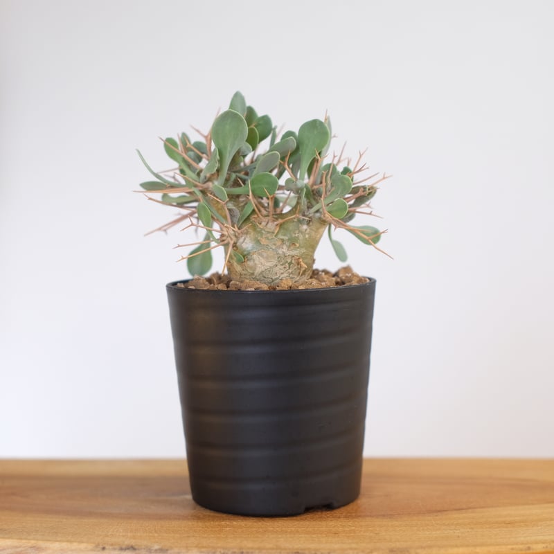 【特選株】オトンナ ユーフォルビオイデス 塊根植物 F166【自社養生株】オトンナ ユーフォルビオイデス（発根株・鉢植え